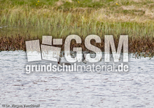 Sterntaucher (10 von 20).jpg